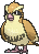 016 Pidgey